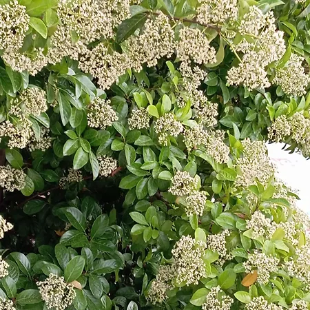 בית הארחה A-vila
