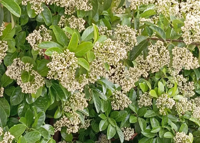 A-vila * Golem (Tirana)